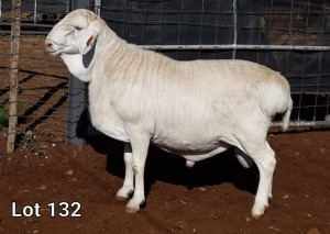 1X VAN ROOY RAM STUD MNR. LOUIS VAN RENSBURG