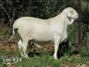 1X VAN ROOY RAM T5 MNR. LOUIS VAN RENSBURG