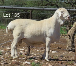 1X VAN ROOY RAM STUD MNR. LOUIS VAN RENSBURG