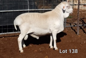 1X VAN ROOY RAM FLOCK MNR. LOUIS VAN RENSBURG