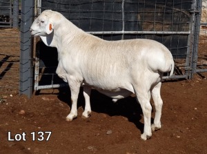 1X VAN ROOY RAM STUD MNR. LOUIS VAN RENSBURG