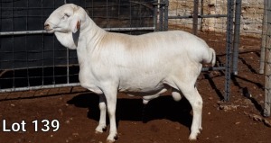 1X VAN ROOY RAM FLOCK MNR. LOUIS VAN RENSBURG