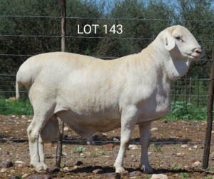 1X VAN ROOY RAM T5 MNR. LOUIS VAN RENSBURG