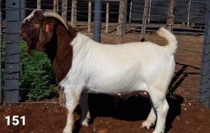 1X BOER GOAT RAM STUD LOUIS J VAN RENSBURG