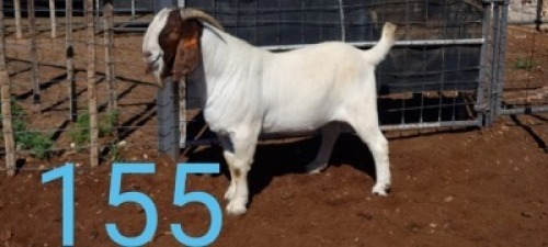 1X BOER GOAT RAM FLOCK LOUIS J VAN RENSBURG