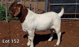 1X BOER GOAT RAM STUD MNR. LOUIS VAN RENSBURG