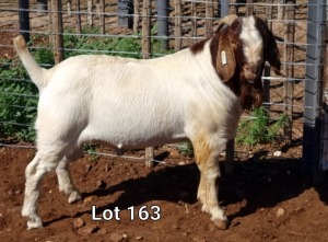 1X BOER GOAT RAM STUD MNR. LOUIS VAN RENSBURG