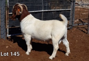 1X BOER GOAT RAM STUD MNR. LOUIS VAN RENSBURG