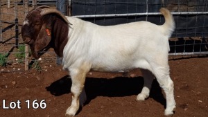 1X BOER GOAT RAM FLOCK MNR. LOUIS VAN RENSBURG