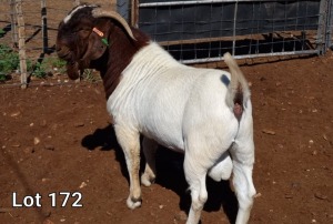 1X BOER GOAT RAM FLOCK MNR. LOUIS VAN RENSBURG