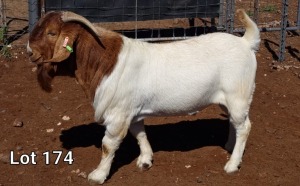 1X BOER GOAT RAM FLOCK MNR. LOUIS VAN RENSBURG