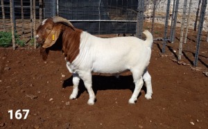 1X BOER GOAT RAM FLOCK R.J. CAHI & SON CC