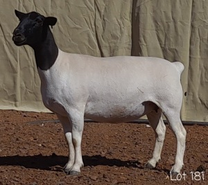 1X DORPER OOI/EWE MNR. C.C. VAN DEVENTER