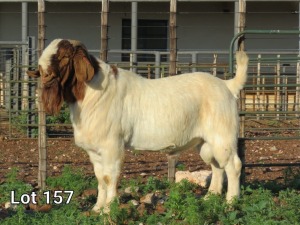 1X BOER GOAT RAM FLOCK MNR. LOUIS VAN RENSBURG