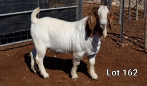 1X BOER GOAT RAM STUD MNR. LOUIS VAN RENSBURG