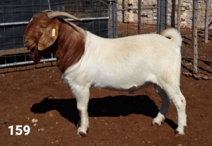 1X BOER GOAT RAM FLOCK R.J. CAHI & SON CC