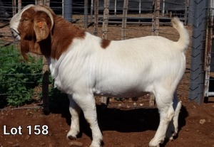 1X BOER GOAT RAM FLOCK MNR. LOUIS VAN RENSBURG