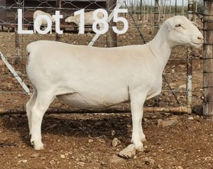 1X WIT DORPER OOI/EWE MNR. J.J. HUMAN