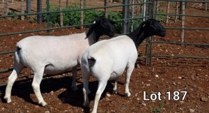 2X DORPER OOI/EWE MNR. LOUIS VAN RENSBURG (Per Piece to take the lot)