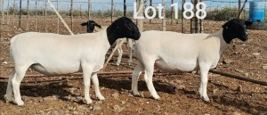 2X DORPER OOI/EWE MNR. H.G. HUMAN (Per Piece to take the lot)