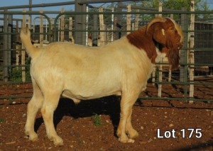 1X BOER GOAT RAM FLOCK MNR. LOUIS VAN RENSBURG