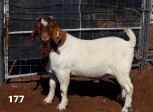 1X BOER GOAT RAM FLOCK R.J. CAHI & SON CC