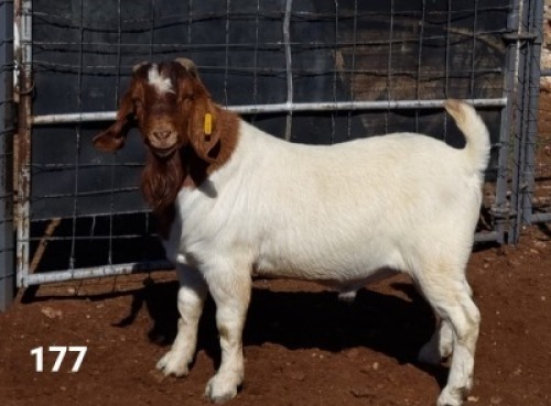 1X BOER GOAT RAM FLOCK R.J. CAHI & SON CC