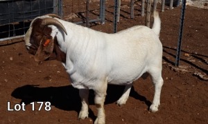 1X BOER GOAT RAM FLOCK MNR. LOUIS VAN RENSBURG