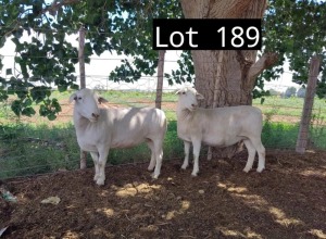 2X WIT DORPER OOI/EWE MNR. LOUIS J. VAN RENSBURG (Per Piece to take the lot)