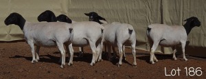 6X DORPER OOI/EWE MNR. C.C. VAN DEVENTER (Per Piece to take the lot)