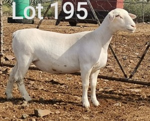 1X DORPER OOI/EWE MNR. J.J. HUMAN