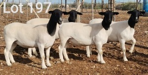 4X DORPER OOI/EWE MNR. H.G. HUMAN (Per Piece to take the lot)