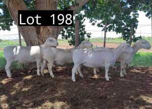 3X WIT DORPER OOI/EWE MNR. LOUIS J. VAN RENSBURG (Per Piece to take the lot)