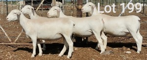 4X WIT DORPER OOI/EWE MNR. J.J. HUMAN (Per Piece to take the lot)