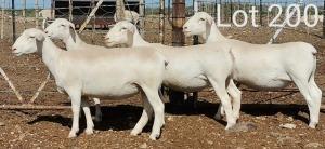 6X DORPER OOI/EWE MNR. H.G. HUMAN (Per Piece to take the lot)