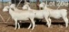 6X DORPER OOI/EWE MNR. H.G. HUMAN (Per Piece to take the lot)