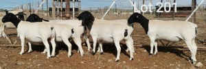 2X WIT DORPER OOI/EWE MNR. LOUIS J. VAN RENSBURG (Per Piece to take the lot)