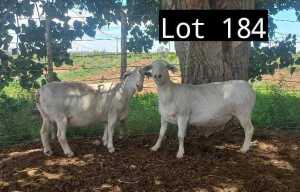 2X WIT DORPER OOI/EWE MNR. LOUIS J. VAN RENSBURG (Per Piece to take the lot)