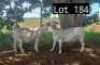 2X WIT DORPER OOI/EWE MNR. LOUIS J. VAN RENSBURG (Per Piece to take the lot)