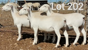 3X WIT DORPER OOI/EWE MNR. J.J. HUMAN (Per Piece to take the lot)