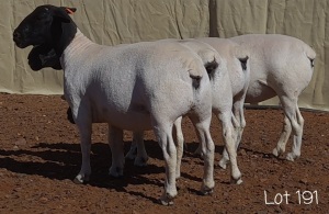 4X DORPER OOI/EWE MNR. C.C. VAN DEVENTER (Per Piece to take the lot)