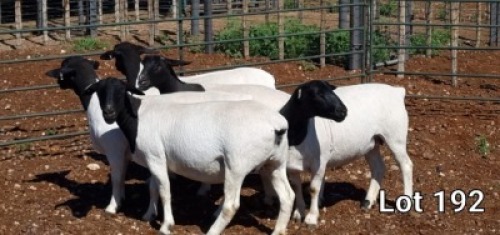 5X DORPER OOI/EWE MNR. LOUIS VAN RENSBURG (Per Piece to take the lot)
