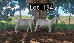 3X WIT DORPER OOI/EWE MNR. LOUIS J. VAN RENSBURG (Per Piece to take the lot)