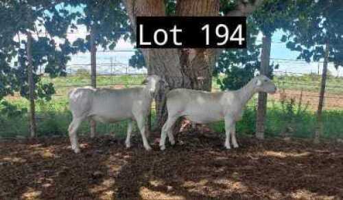 3X WIT DORPER OOI/EWE MNR. LOUIS J. VAN RENSBURG (Per Piece to take the lot)