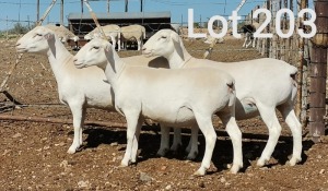 7X VAN ROOY OOI/EWE STUD MNR. LOUIS VAN RENSBURG (Per Piece to take the lot)