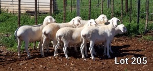 8X VAN ROOY OOI/EWE FLOCK MNR. LOUIS VAN RENSBURG (Per Piece to take the lot)