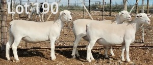 3X WIT DORPER OOI/EWE MNR. J.J. HUMAN (Per Piece to take the lot)