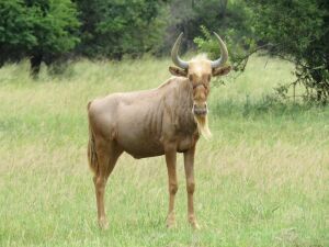 LOT 31 5x GOUE WILDEBEES /GOLDEN WILDEBEEST  (PER STUK OM LOT TE NEEM/PER PIECE TO TAKE THE LOT)