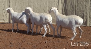 4X VAN ROOY OOI/EWE FLOCK ANEL LIEBENBERG (Per Piece to take the lot)