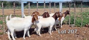 7X BOER GOAT OOI/EWE STUD MNR. LOUIS VAN RENSBURG (Per Piece to take the lot)